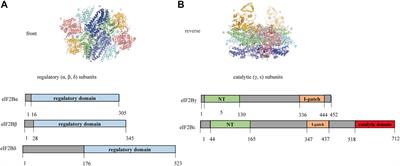 Correlation Between Genotype and Age of Onset in Leukoencephalopathy With Vanishing White Matter